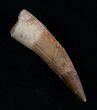 Pointy Spinosaurus Tooth #10482-1
